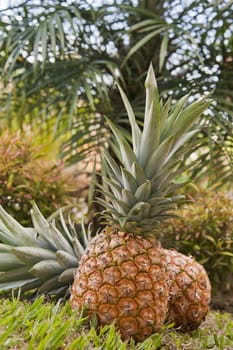 Freshly picked pineapples in a tropical setting.