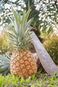 Two freshly harvested pineapples in a tropical setting.