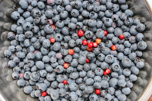 Large metal bowl with freshly picked wild blueberries.