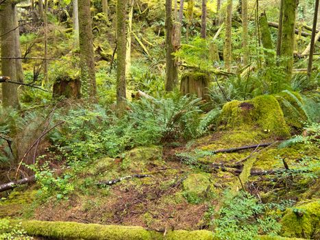 Lush green secondary rainforest growth on Canadas western Pacific coast in British Columbia