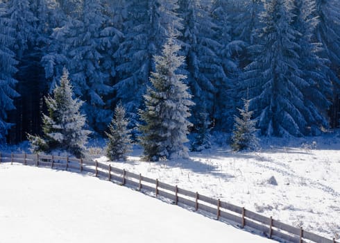 Beautiful frozen fir forest snowy winter landscape with a rustic wooden fence crossing an empty snowy field to a snowcovered coniferous forest