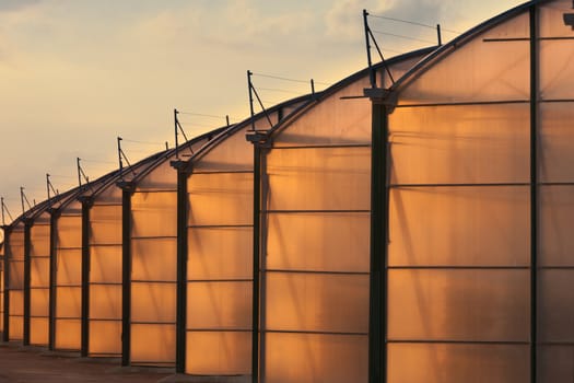 Large scale commercial greenhouse illuminated by orange glow of setting sun