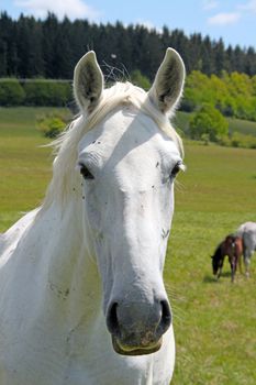 A white horse looking into the camera.