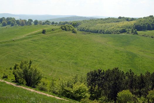 A green field with trees along the road.