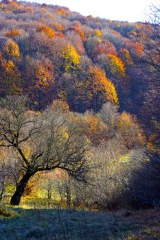 Autumn mountain forest