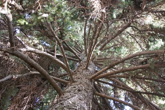 Portrait of a silver fir from the bottom up