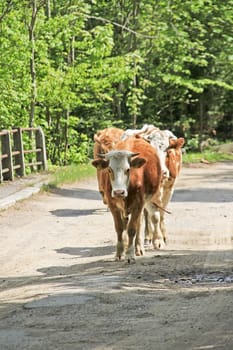 Some cows are on their way home