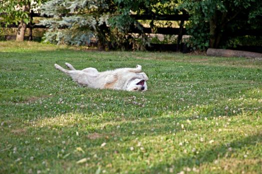 A dog is playing in the grass