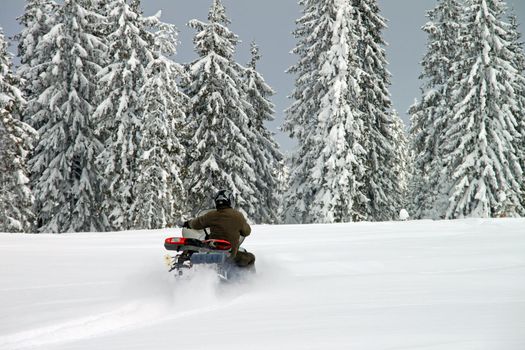 Man on a snowmobile among huge pine trees