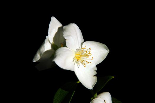 Beautyful Jasmine flower with a black background