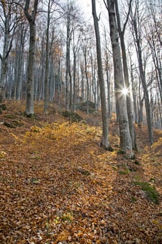 Sunny day in the autumn forest