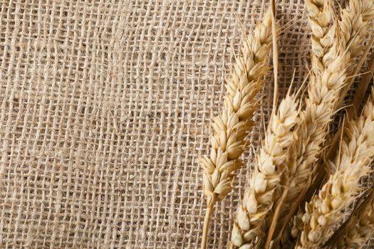 Dried wheat on stalk on burlap background with copy space