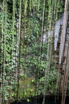 Vines hanging in Cenote in the Mayan Riviera, Mexico.
