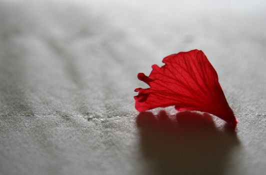 A red flower petal sitting on a bed, shot with an extremely shallow depth of field.