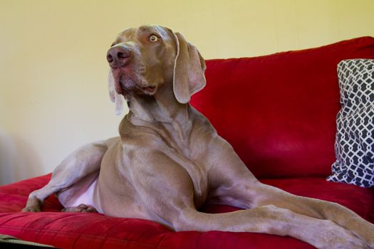 A beautiful grey weimaraner dog is relaxing on a bright red couch indoors.