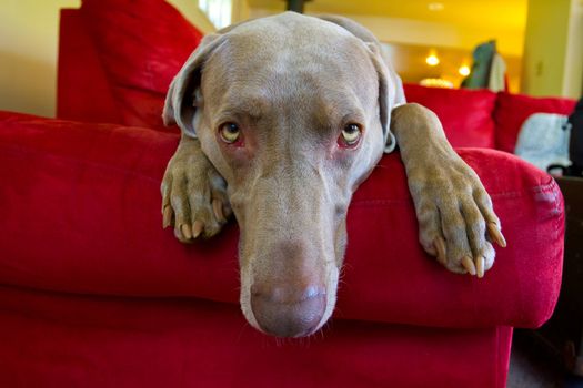 A beautiful grey weimaraner dog is relaxing on a bright red couch indoors.