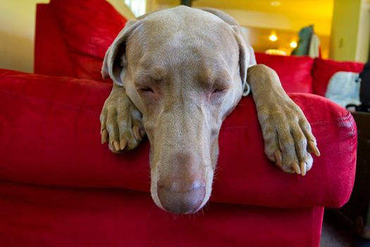 A beautiful grey weimaraner dog is relaxing on a bright red couch indoors.