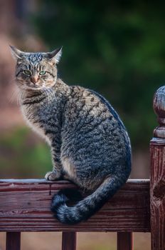 The gray cat on a fence, cat is staring at photographer.