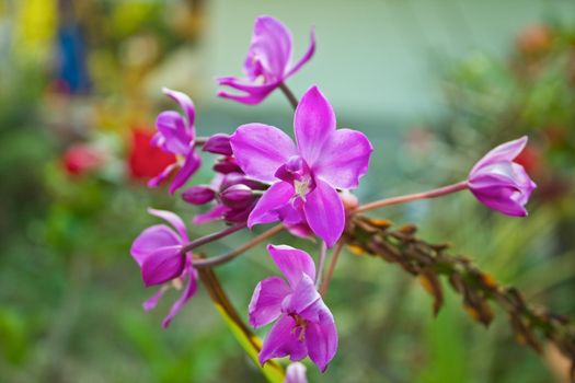Beautiful purple orchid