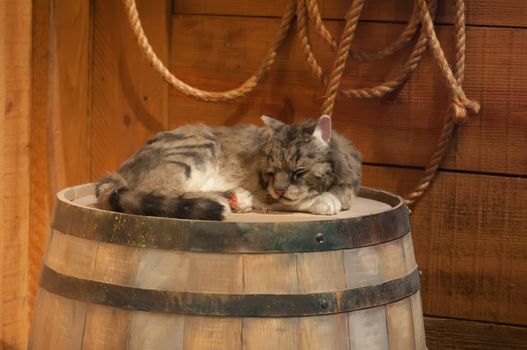 cat sleeping on wooden wine barrel