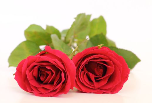 Two red roses on white background with space for text