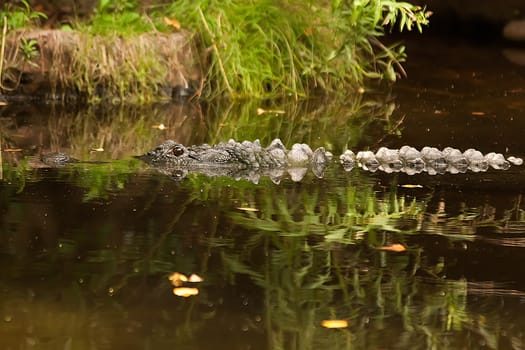 Crocodile is between land and water