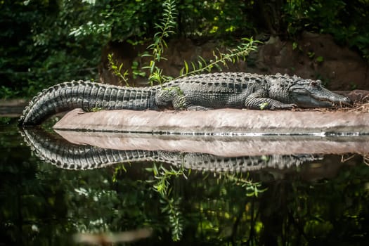 Crocodile is between land and water