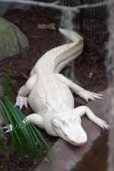 albino alligator - Alligator Farm