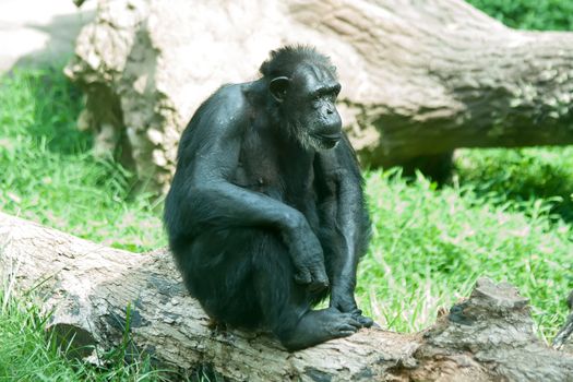 male silver back gorilla sitting