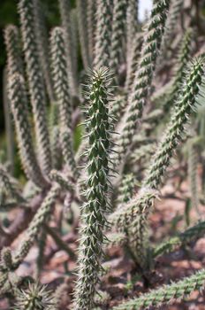 Close up of long cactus with long thorns