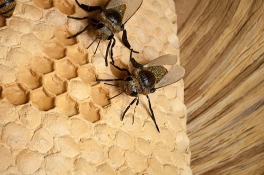 Bees convert nectar into honey and take care of larvae