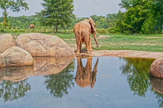 elephant reflection