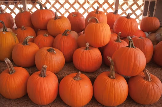 Pumpkins in pumpkin patch waiting to be sold