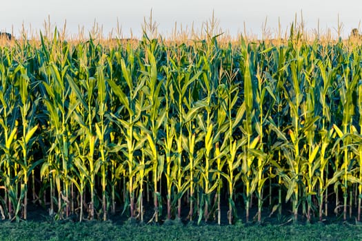 A Tall Row of Field Corn Ready for Harvest