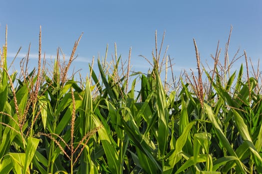 A Tall Row of Field Corn Ready for Harvest