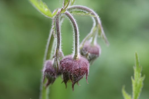 Avens closeup on green background