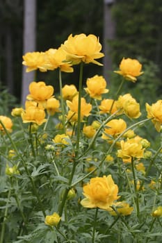  beautiful globeflower closeup in forest