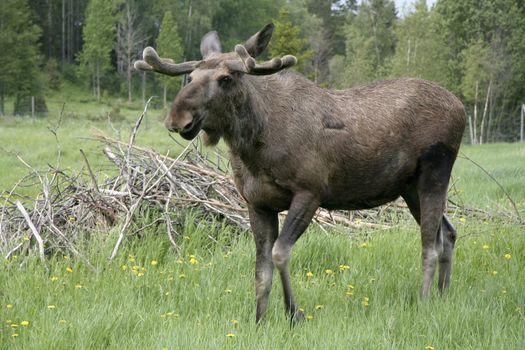 Moose in the forest in Sweden