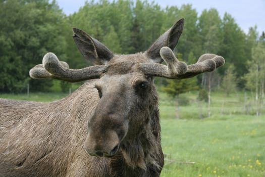 Moose in the forest in Sweden