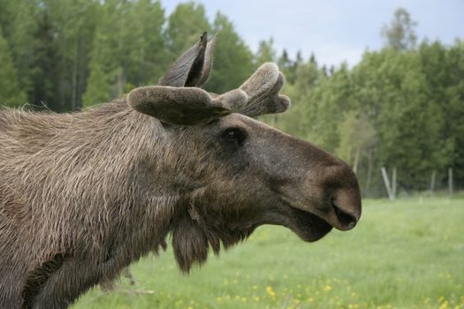 Moose in the forest in Sweden