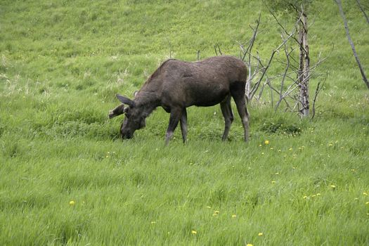 Moose in the forest in Sweden