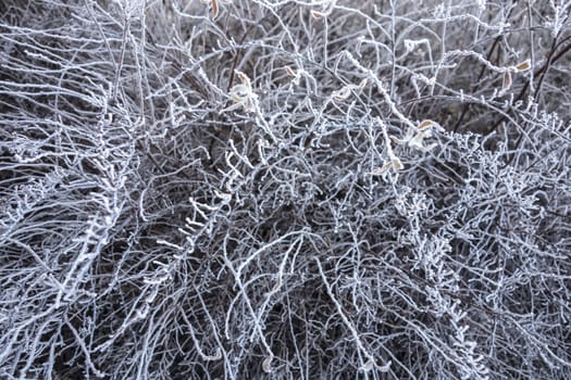 background of frozern Trees branch 