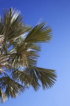 An image of nice palm trees in the blue sunny sky 
