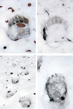 collection of brown bear ( ursus arctos ) tracks in snow