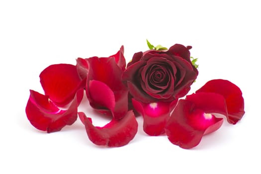 rose petals with red rose 