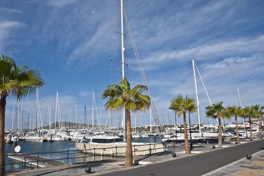 An Avenue of Palm Trees and a Yacht Marina in Lanzarote