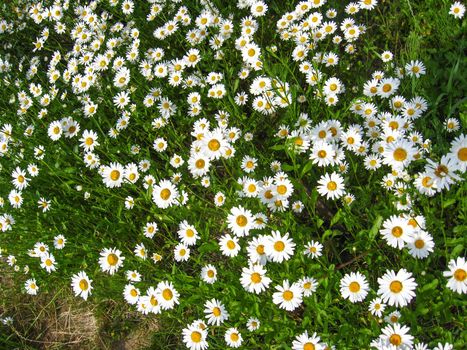 beautiful bed with set of white camomiles