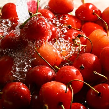 sweet red cherry under wet macro close up