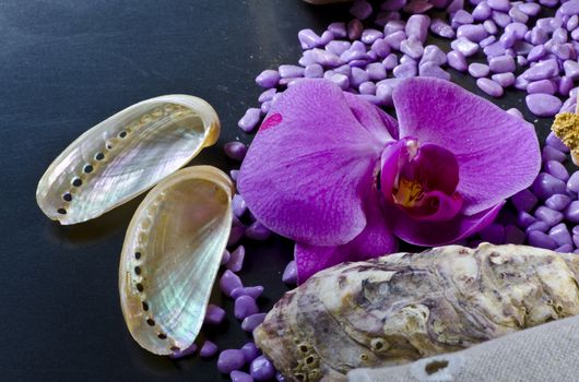 a composition with mussels and orchid