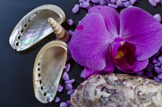 a composition with mussels and orchid